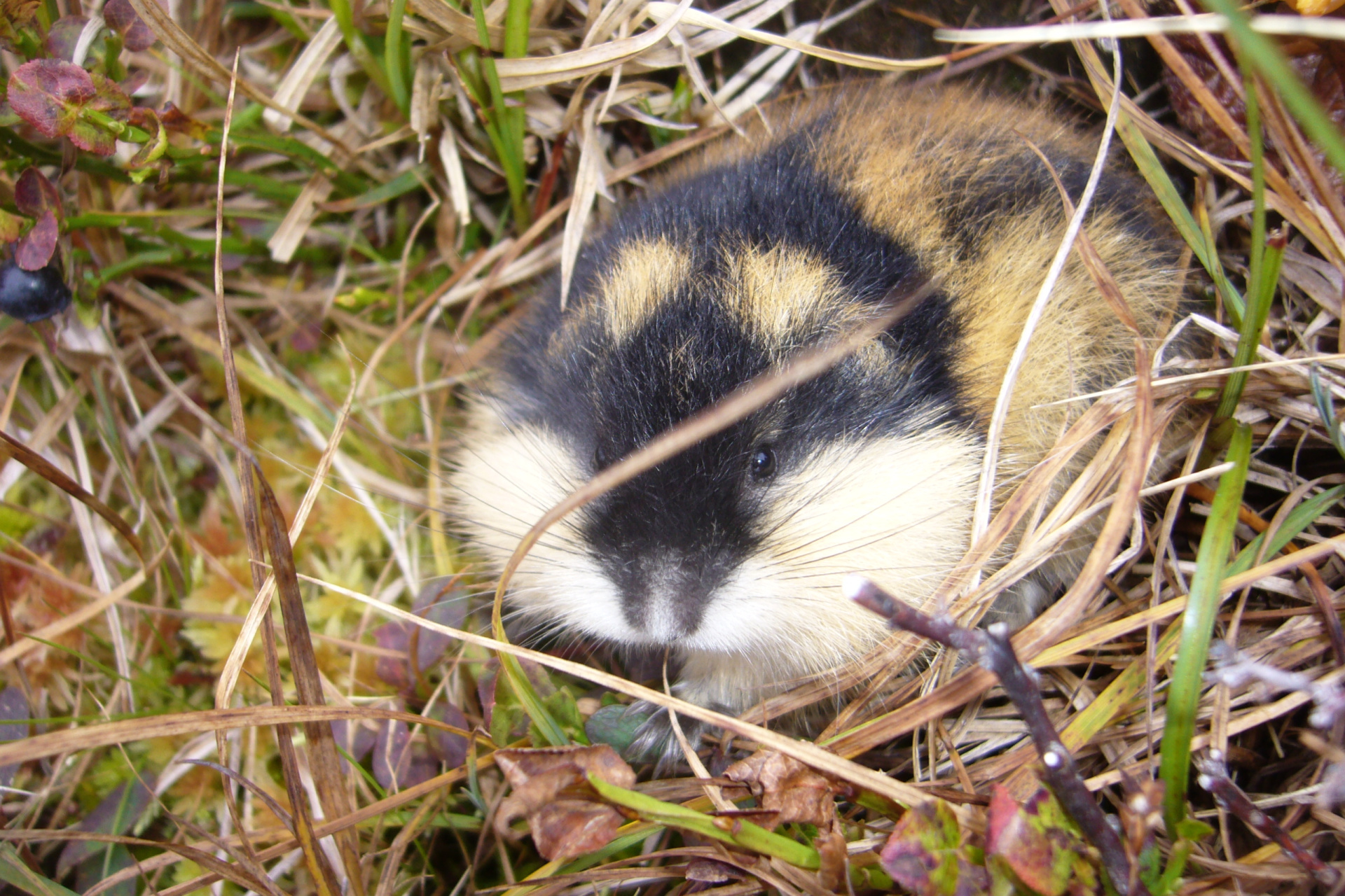 Желтобрюхий лемминг. Пеструшка лемминг. Леменг. Пеструшка лемминг. Мышевидный лемминг.