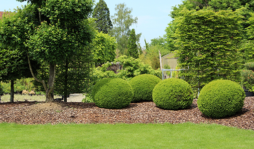 TREE AND SHRUB INSTALLATION
