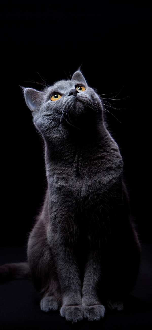Mysterious Grey Cat Golden Eyes — phone wallpaper