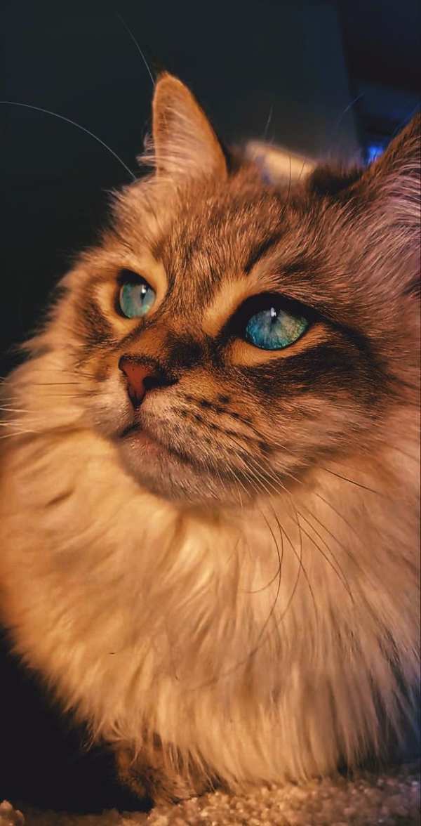 Majestic Blue-Eyed Cat Portrait — phone wallpaper