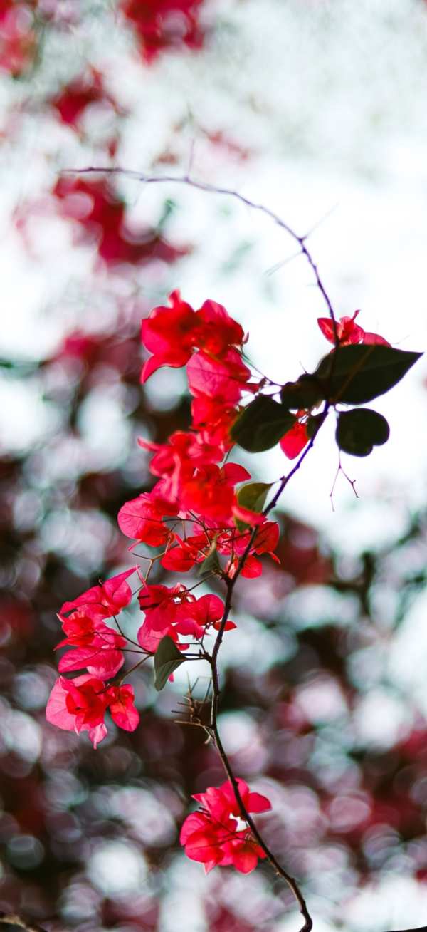 Vibrant Bougainvillea Blooms Bokeh — phone wallpaper