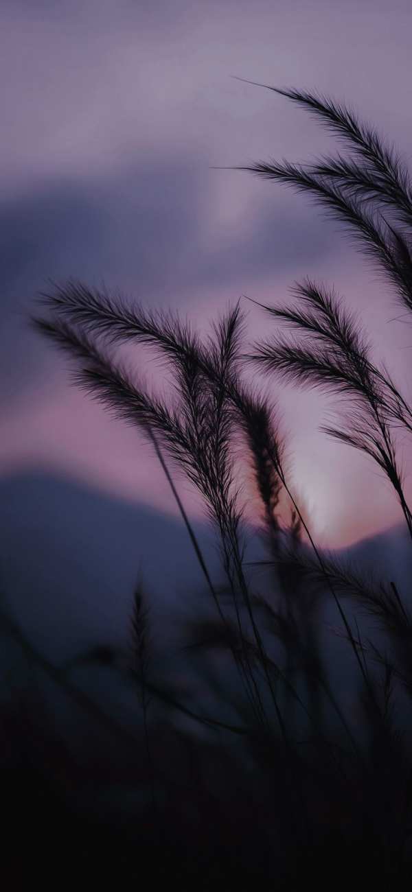 Silhouetted Grass Purple Sunset — phone wallpaper