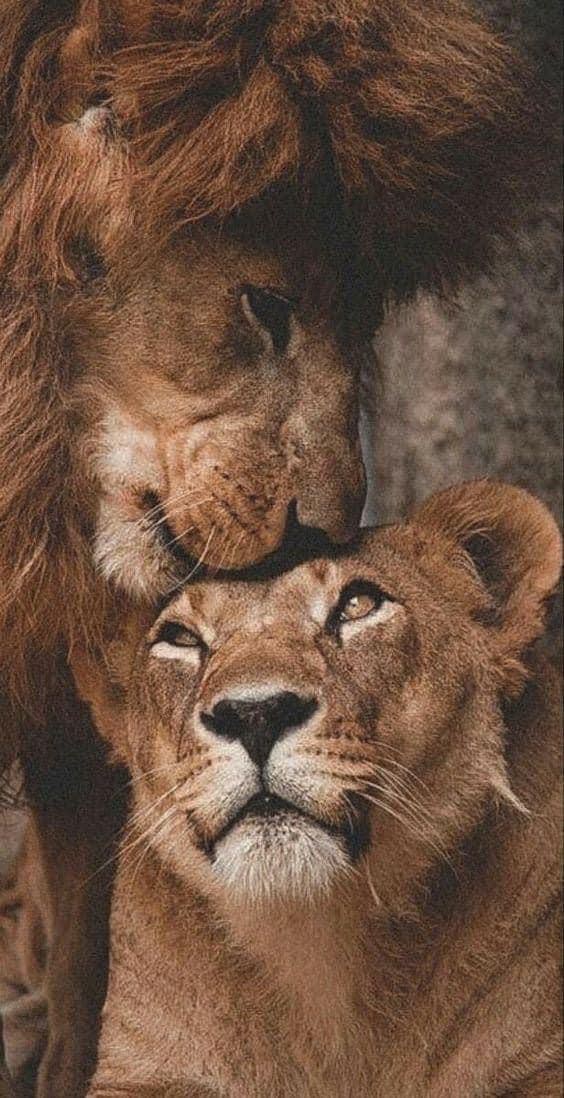 Majestic Lions Tender Embrace