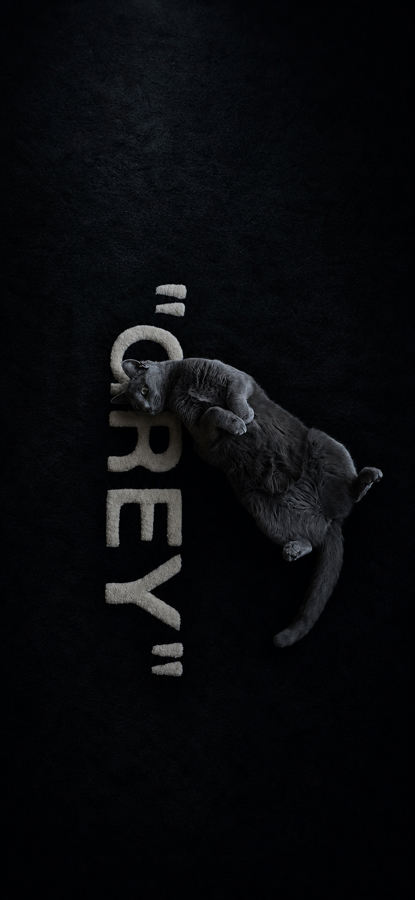 Playful Grey Cat on Dark Background — phone wallpaper preview