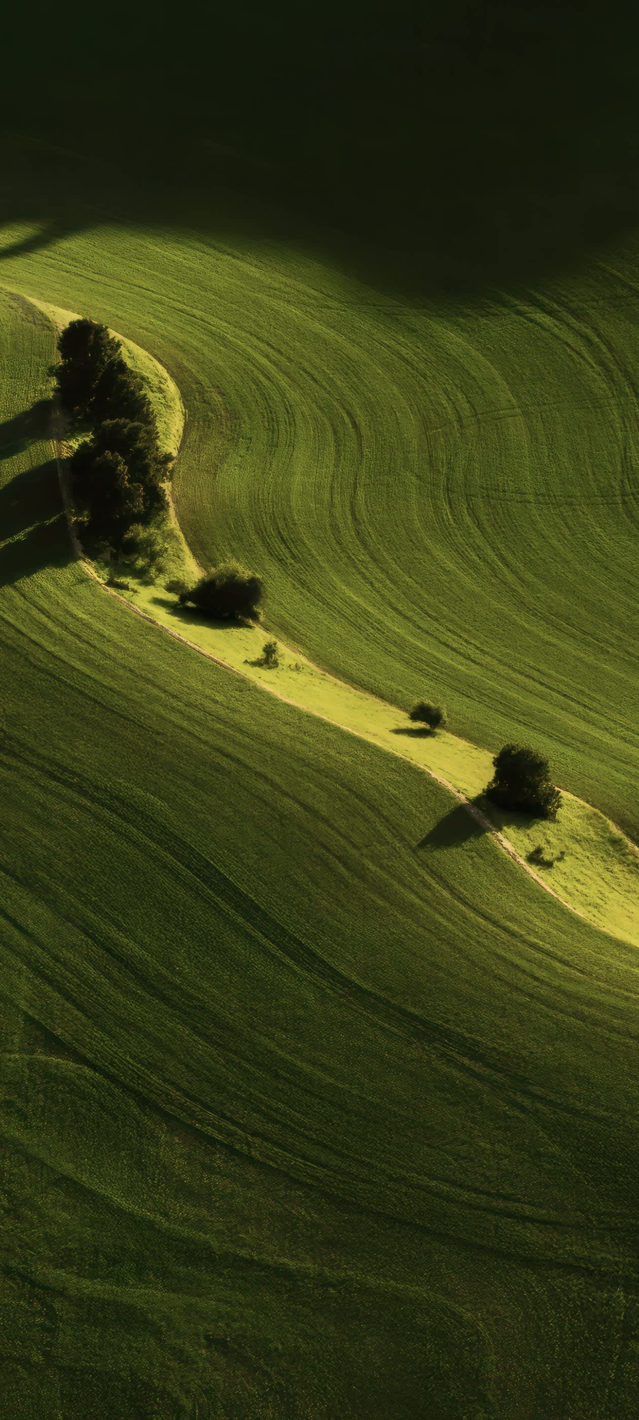 Sunlit Green Farmland Curves — phone wallpaper preview