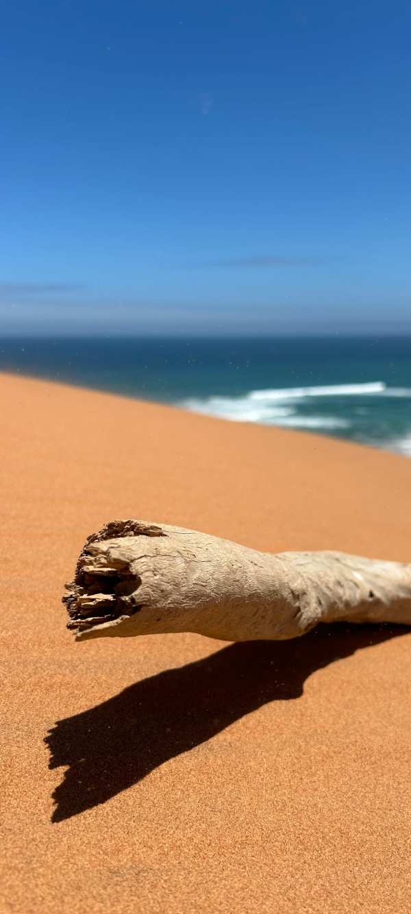 Driftwood on Sunny Sand Dune — phone wallpaper