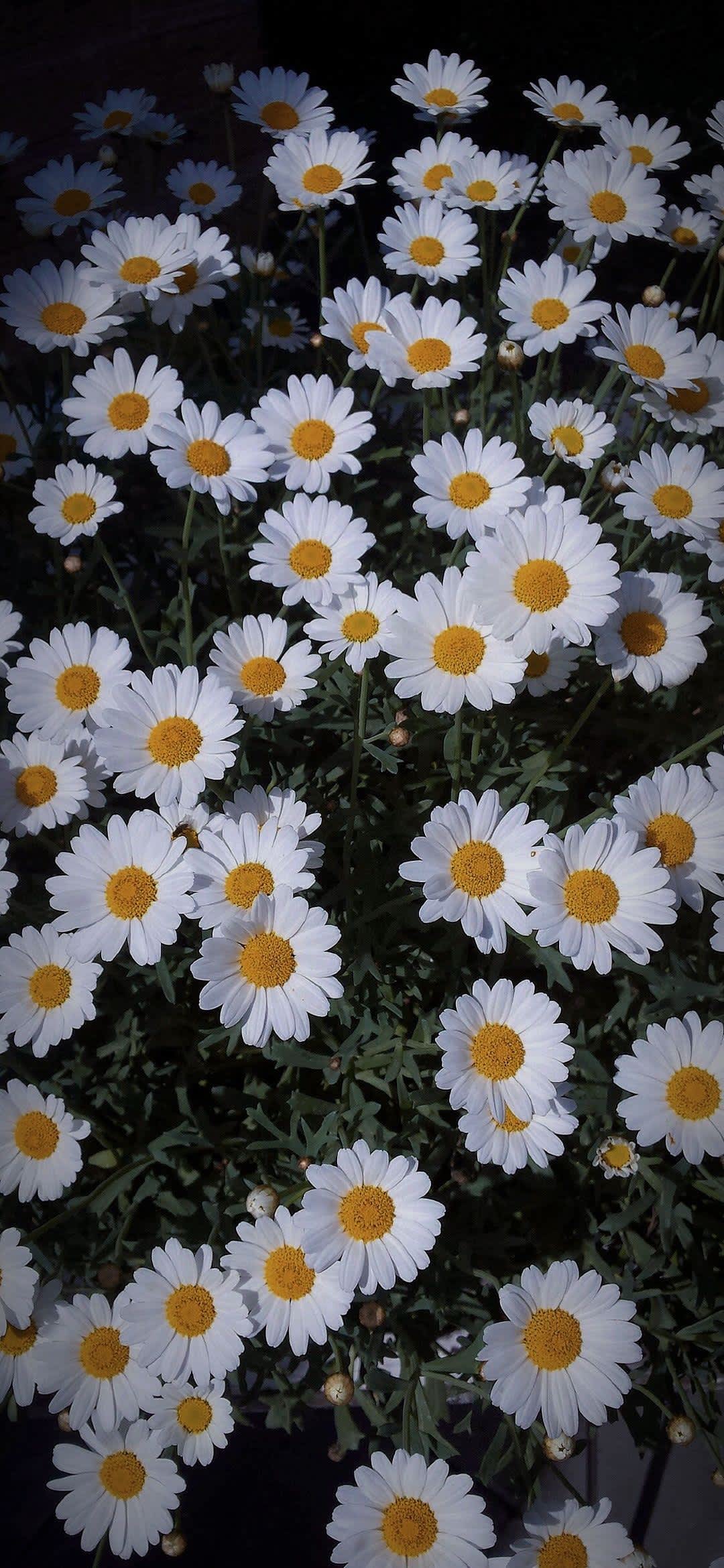 Bright Daisy Field Bloom — phone wallpaper preview