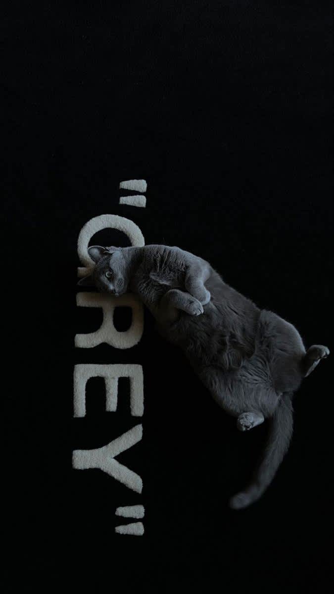 Chilling Grey Cat on Grey Text — phone wallpaper preview