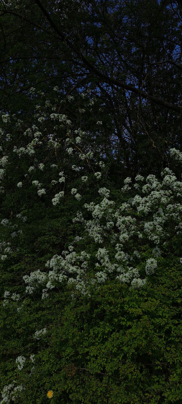 Spring Blossoms on Dark Green Foliage — phone wallpaper preview