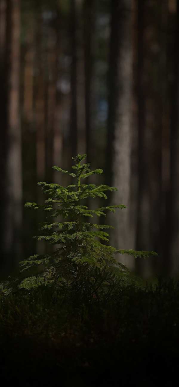 Young Pine Tree in Forest Depths — phone wallpaper