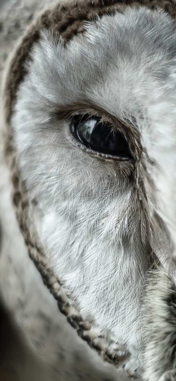 Piercing Owl Eye — phone wallpaper