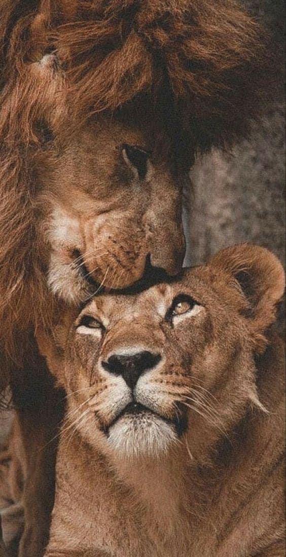 Majestic Lions Tender Embrace — phone wallpaper preview
