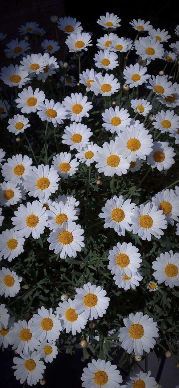 Bright Daisy Field Bloom — phone wallpaper