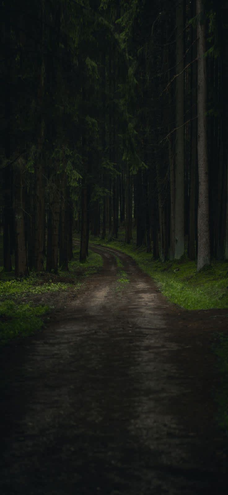 Dark Winding Forest Path — phone wallpaper preview