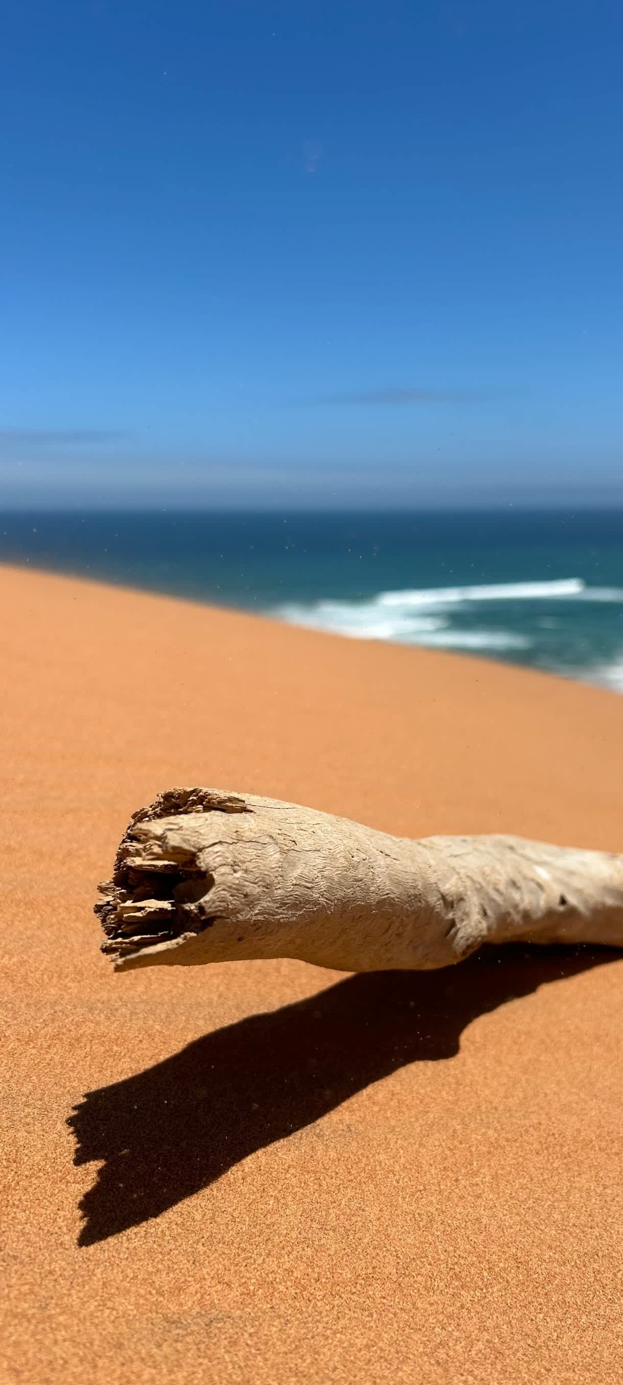 Driftwood on Sunny Sand Dune — phone wallpaper preview
