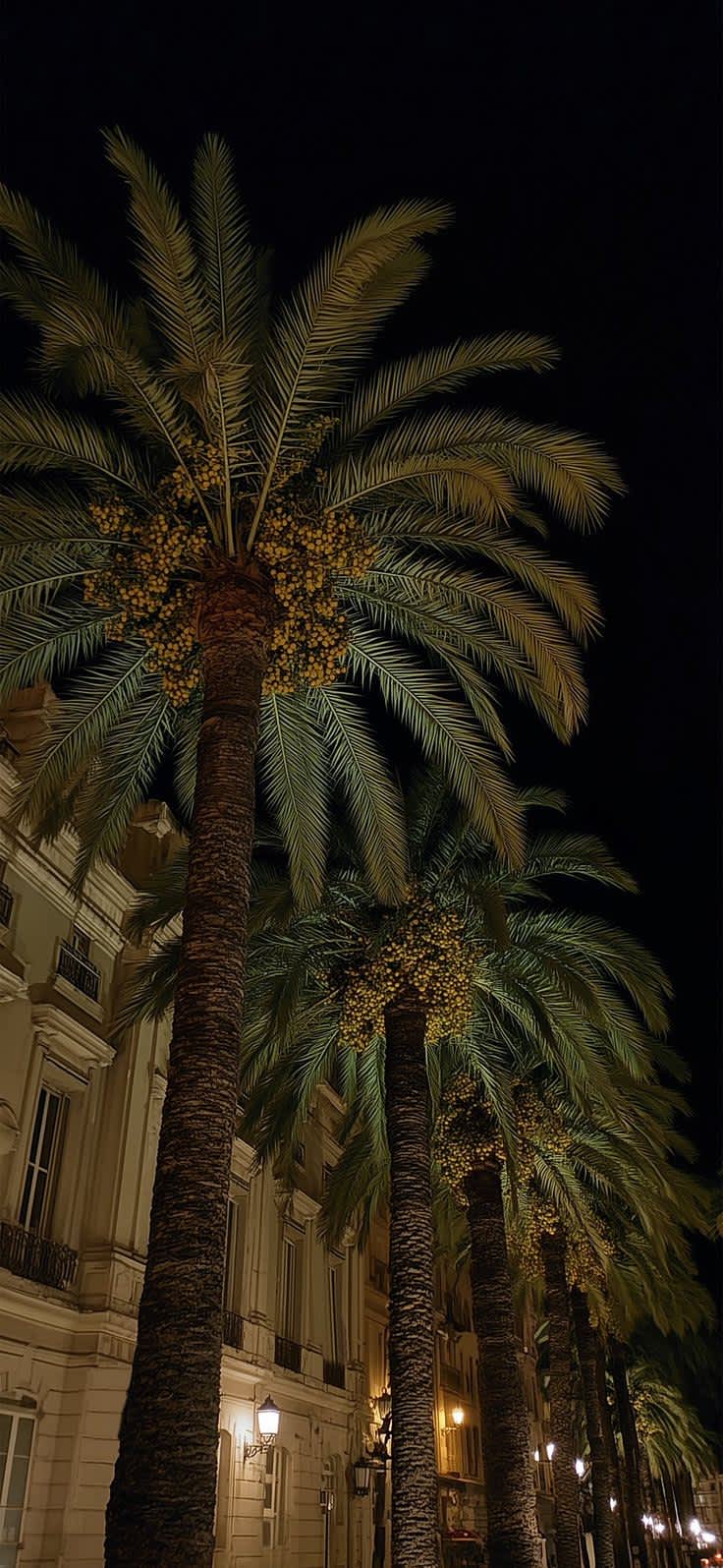Warm Glow on City Palms — phone wallpaper preview