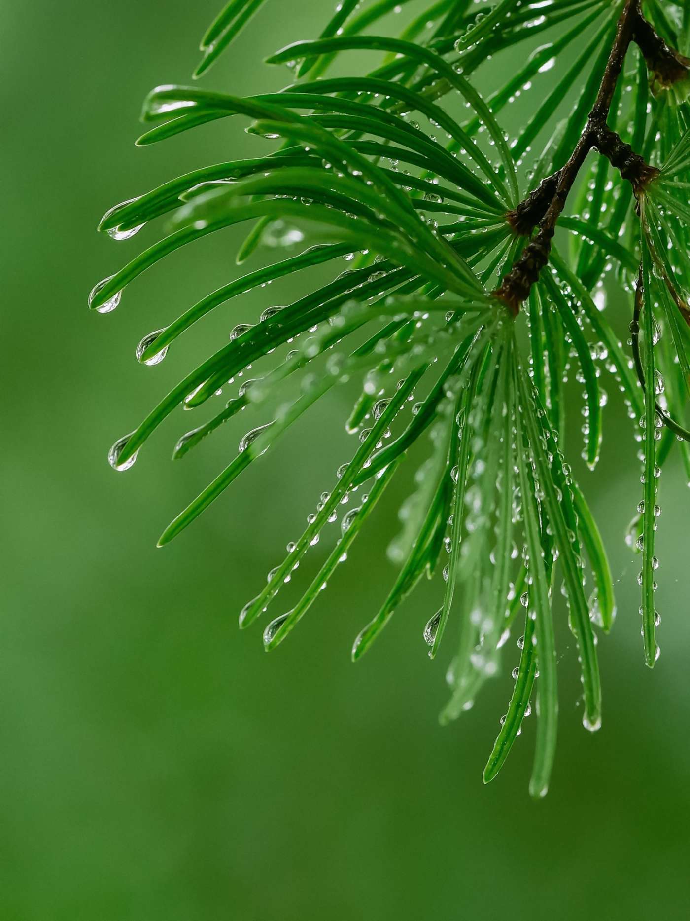 Fresh Pine Needles Morning Raindrops — phone wallpaper preview