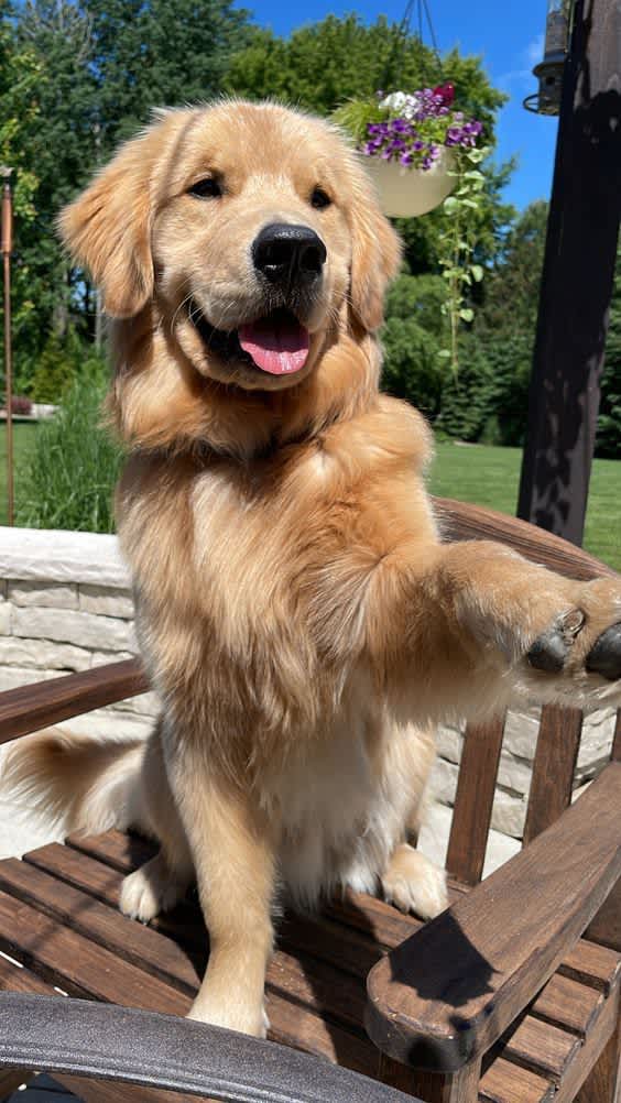 Joyful Golden Retriever Sunny Outdoor — phone wallpaper