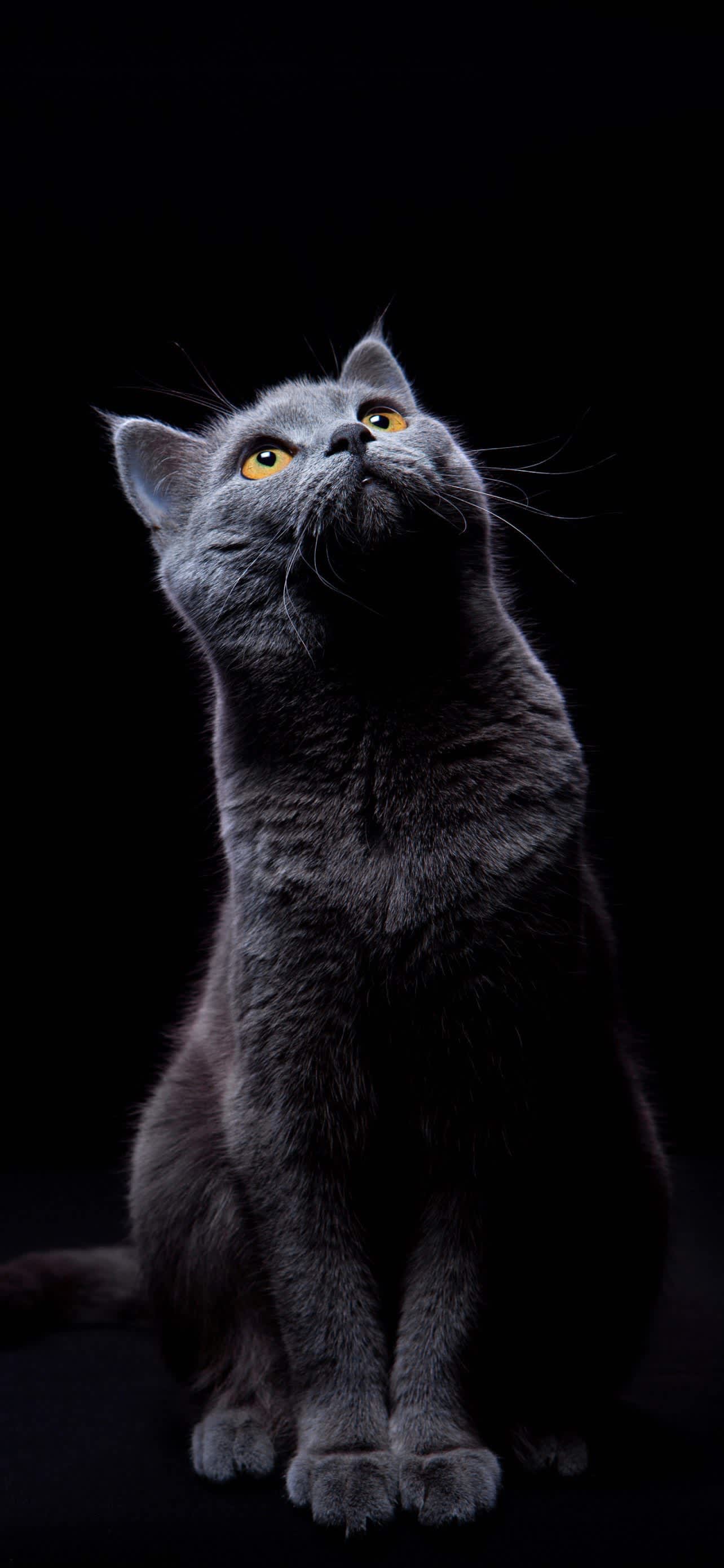 Curious Grey Cat Golden Eyes — phone wallpaper preview