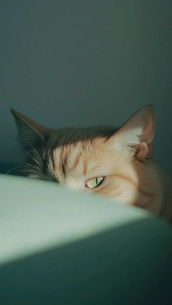 Hidden Cat's Emerald Gaze — phone wallpaper