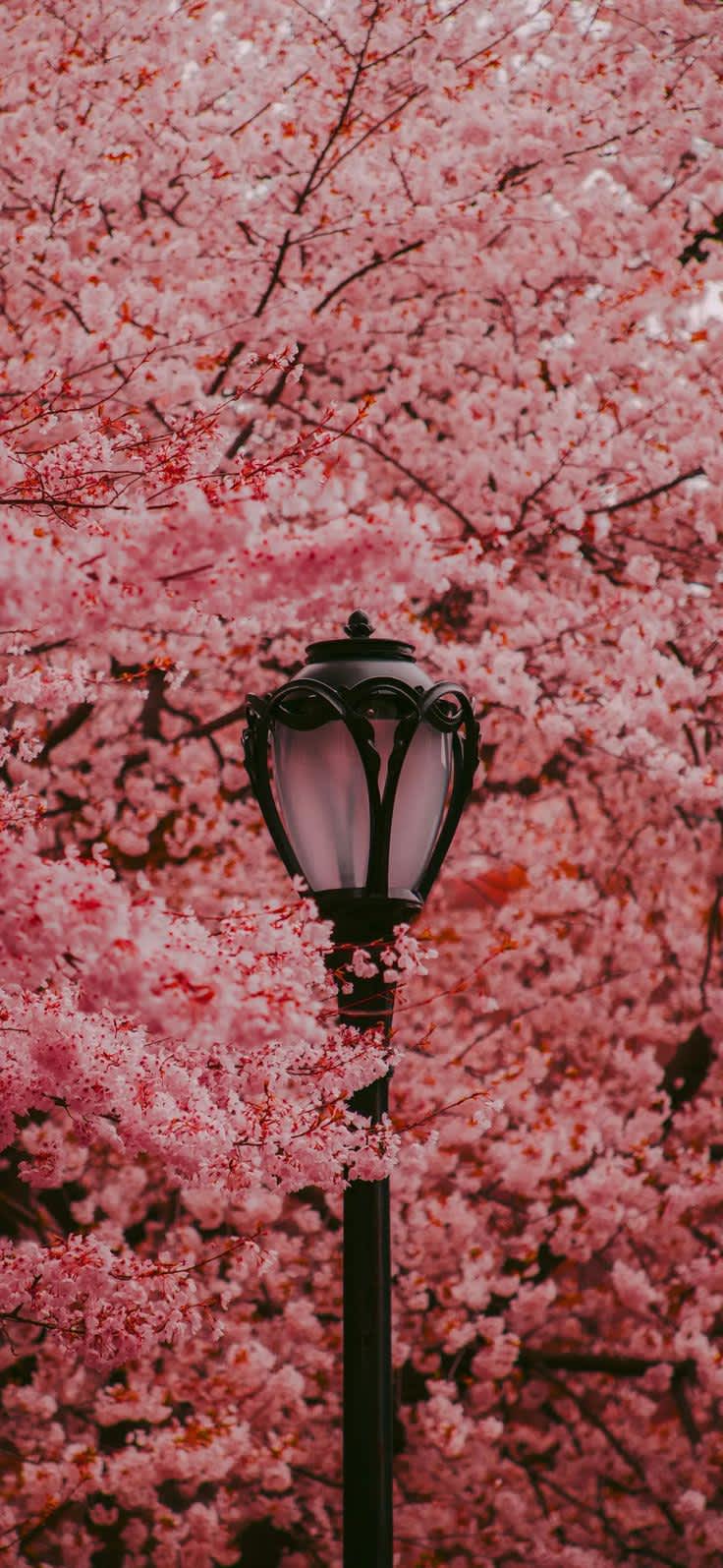 Romantic Cherry Blossom Lamp Post — phone wallpaper preview