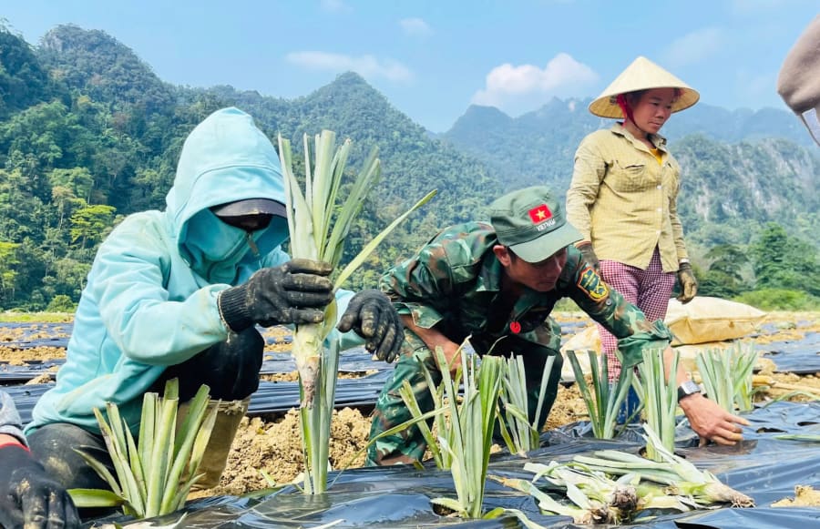 Cộng đồng người Rục tích cực tham gia trồng và chăm sóc ruộng dứa