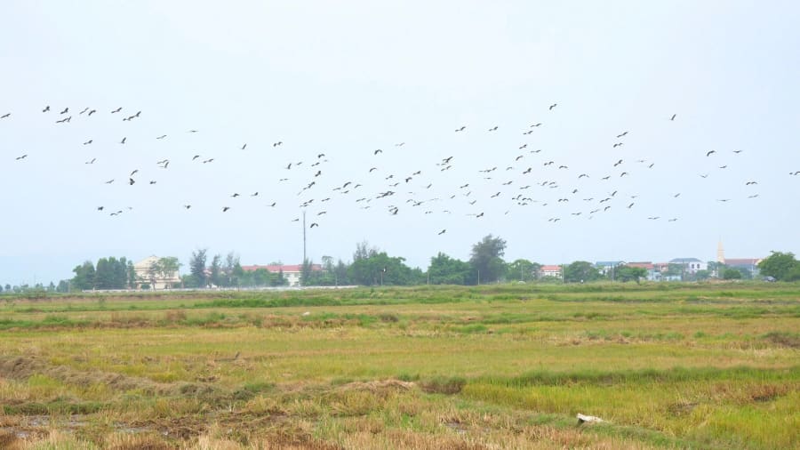 Đàn cò nhạn bay rợp trời tạo nên khung cảnh thiên nhiên đẹp mắt - Ảnh: T.Đ