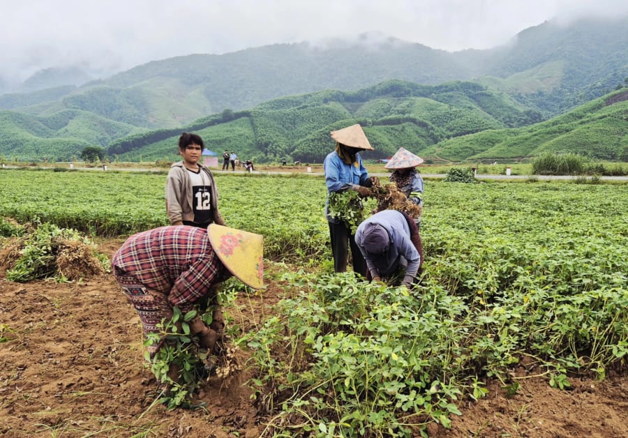 Người dân Ba Lòng thu hoạch lạc trên những cánh đồng thâm canh - Ảnh: K.S