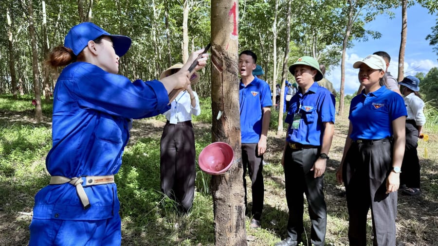 Công nhân tham gia Hội thi thợ giỏi khai thác mủ cao su tôn vinh “Bàn tay vàng” năm 2026 - Ảnh: Quang Ngọc.