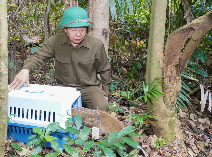 Thả động vật hoang dã về môi trường tự nhiên - Ảnh: N.H