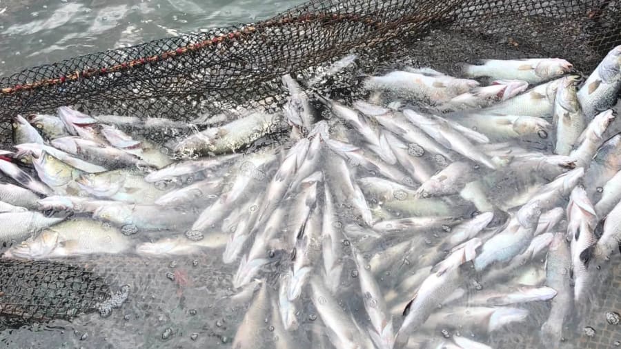 Nhiều hộ dân nuôi cá lồng xuất hiện tình trạng cá chết hàng loạt chưa rõ nguyên nhân - Ảnh: L.T