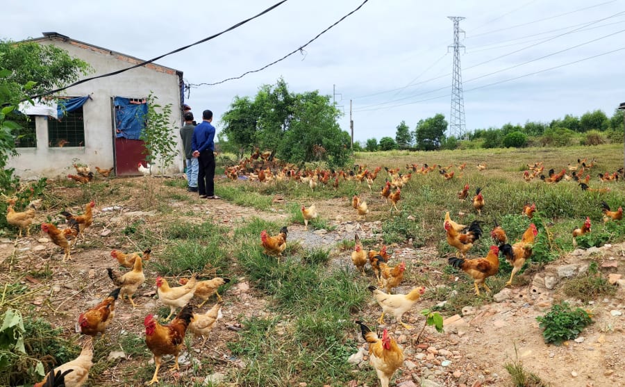 Phong trào chăn nuôi phát triển mạnh tại địa bàn xã Lộc Ninh cũ (nay là phường Đồng Thuận)- Ảnh: T.L
