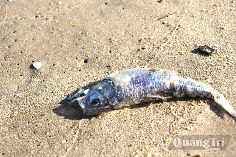 Cá chết chủ yếu là loài cá mòi - Ảnh: T.Đ