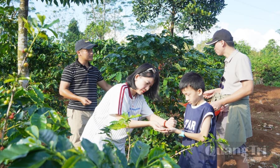 Du khách trải nghiệm hái cà phê ở Khe Sanh - Ảnh: C.N