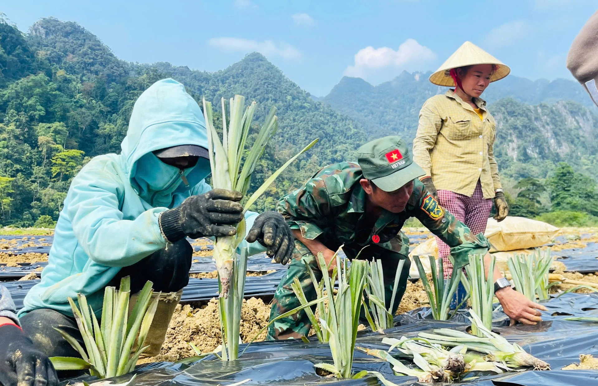 Cộng đồng người Rục tích cực tham gia trồng và chăm sóc ruộng dứa