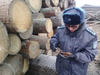 Из Красноярского края c с начала года вывезено 5,8 миллиона кубометров лесопродукции