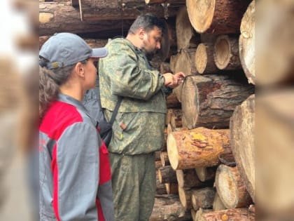 Обнаружение зараженной древесины в Красноярском крае