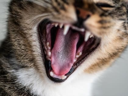 Случаи бешенства в регионе вызывают тревогу