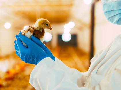 Цыплячий пух помог выявить инфекцию на одной из красноярских птицефабрик