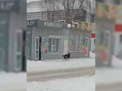 Ачинск сталкивается с проблемой безнадзорных собак