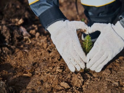 Почти 400 тысяч  молодых сосен и сибирских елей высажены на территории Красноярского края и ЯНАО
