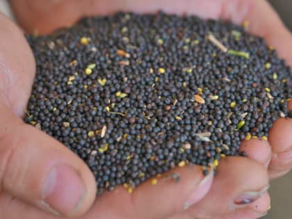 Инвестпроекты в АПК Красноярского края получат 627-миллионную господдержку