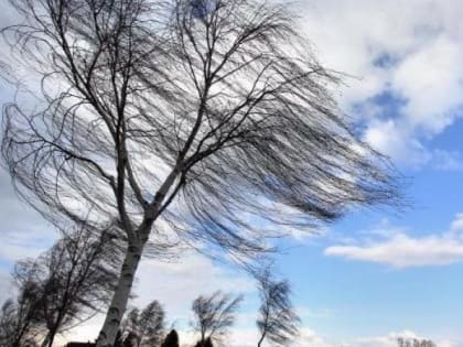 26 января в Красноярске ожидается сильный ветер с порывами до 15-17 м/с
