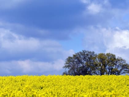 В Красноярском крае хотят самостоятельно перерабатывать выращенный рапс