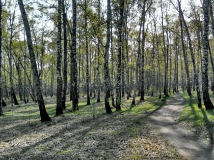 В Красноярске начали благоустраивать Березовую рощу Студгородка