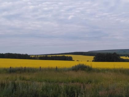 Китай вложит деньги в переработку рапса в Красноярском крае