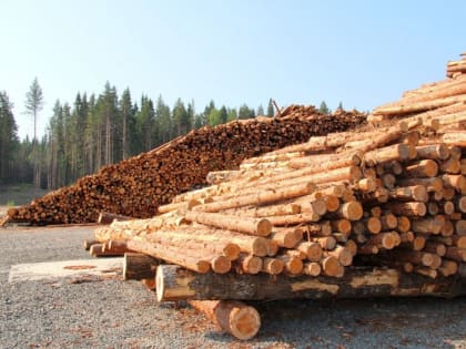 Сибирский федеральный округ - лидер в стране по заготовке древесины