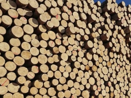 Иностранец незаконно вывез из края пиломатериалы более чем на 300 миллионов рублей