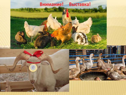 Владельцам личных подсобных хозяйств предлагают принять участие в краевой выставке