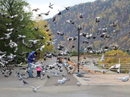 Прикормили сами